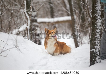 corgi fluffy dog at the outdoor. close up portrait at the snow. walking in winter
