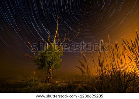 Night photo. The tree and the tall grass are shot against the background of star tracks. In the scene there is a fog lighted by streetlights.