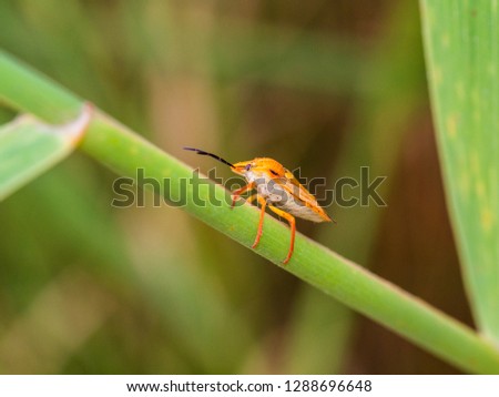 Bedbug climbing among the vegetation