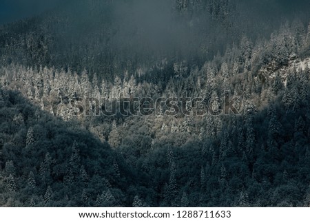 Background with snowy fir trees