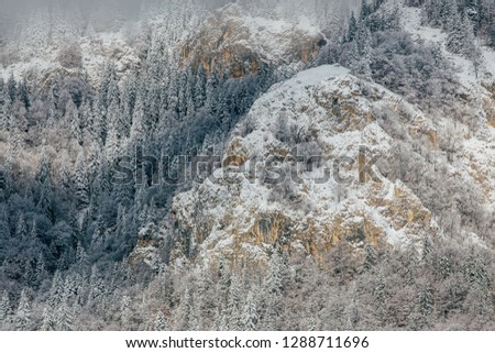 Background with snowy fir trees
