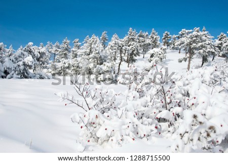 Winter scene after snow storm, Crimea, Ukraine.