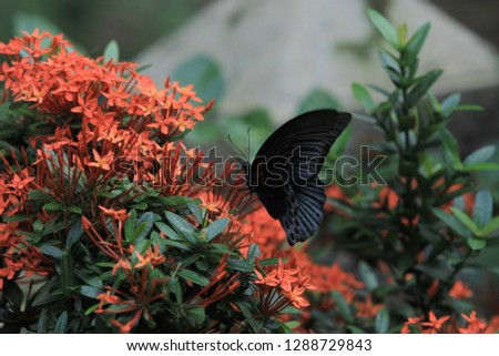 butterflies fly around the flower
