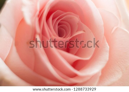 Photo of delicate pink rose, petals, macro.