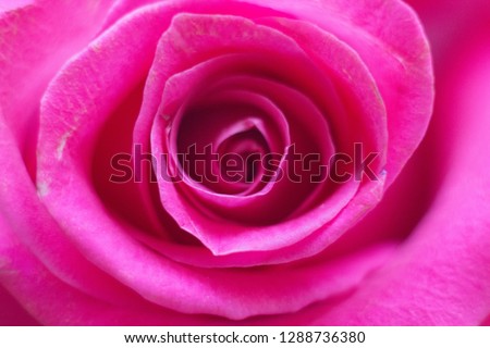 Photo bright pink rose, petals, macro.