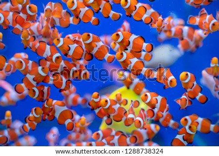Schooling of Captive bred Ocellaris Clownfish (Amphiprion ocellaris)