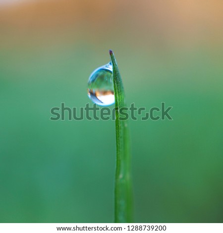 bright raindrops on the green grass plant in the garden 