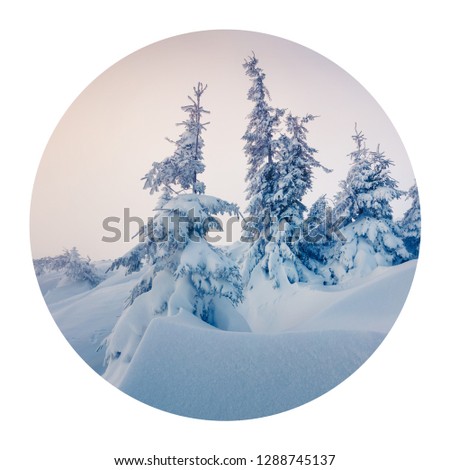 Round icon of nature with landscape. Bright winter morning in Carpathian mountains with snow covered fir trees. Photography in a circle. 

