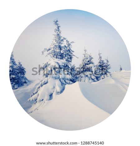 Round icon of nature with landscape. Frosty winter morning in Carpathian mountains with snow covered fir trees. Photography in a circle. 
