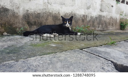 The black cat sitting on the cement floor next to the wall.