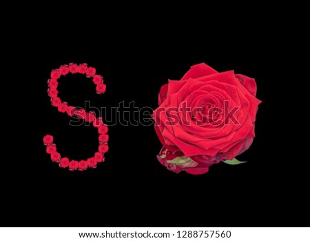 Fine art still life color image of the word so constructed from floral/flower characters/letter made of rose blossom macros on black background