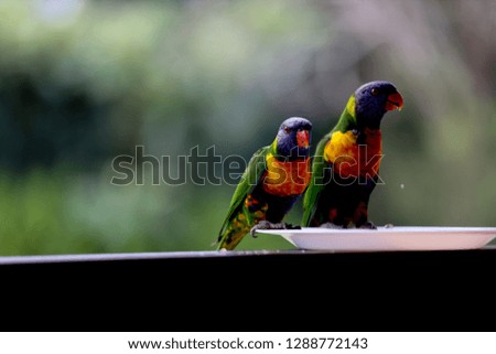 Colourful picture of The rainbow lorikeets eating food seeds at house back yard  
