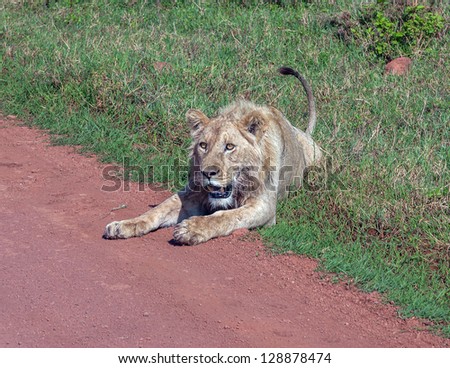 African lion near roads in the Crater Ngorongoro National Park - Tanzania, Eastern Africa
