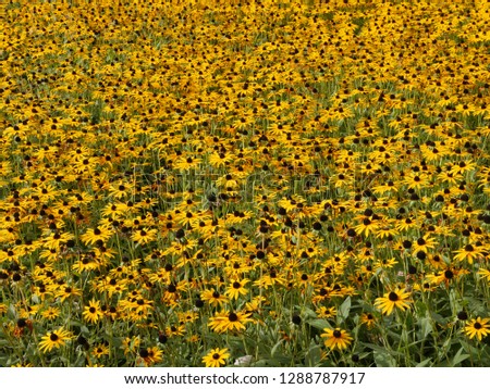 Field with yellow blooming sun hat  ,Echinacea , in autumn, bright in the evening sun. An ideal background for many purposes