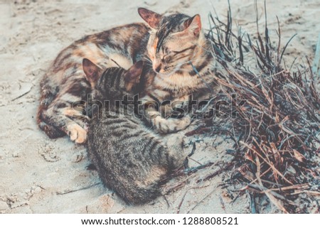 Mother cat breastfeeding little kitten on the beach