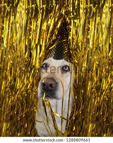 DOG CELEBRATING A BIRTHDAY OR NEW YEAR PARTY. FUNNY LABRADOR WITH A GOLDEN POLKA DOT HAT BETWEEN GLITTER. SERPENTINE  STREAMERS.