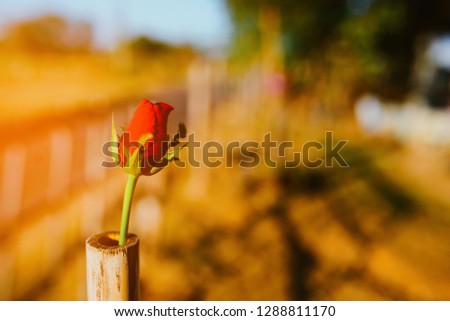 Red rose in bamboo with copy space. Selective focus.