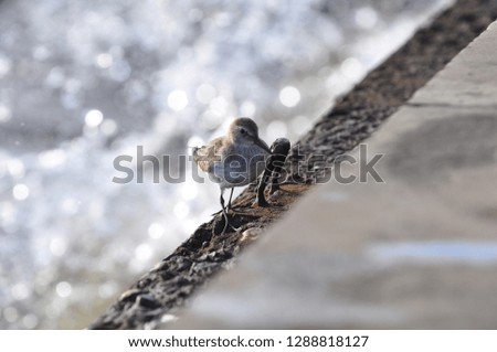 Little bird walking around the pier on a sunny day