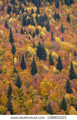 Fall Colors in the Caucasus Mountains, Georgia
