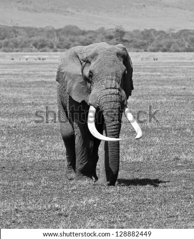 Large elephant male in Crater Ngorongoro National Park - Tanzania (black and white)