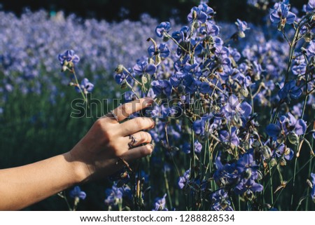 Purple flower in your hand