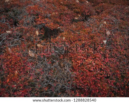 Red leaf in Autumn (Tokyo).