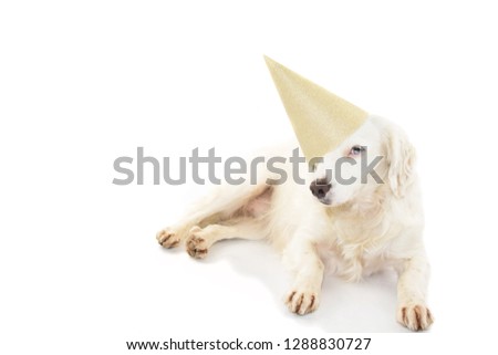 BIRTHDAY, CARNIVAL OR NEW YEAR DOG PARTY HAT. BEAUTIFUL PUPPY WITH BLUE COLORED EYES WEARING A GOLDEN PARTY HAT LYING DOWN. ISOLATED STUDIO SHOT AGAINST WHITE BACKGROUND.