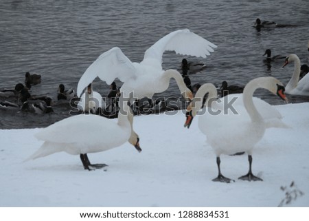 beautiful wild white swan birds graceful dancing on snow in cold winter day 