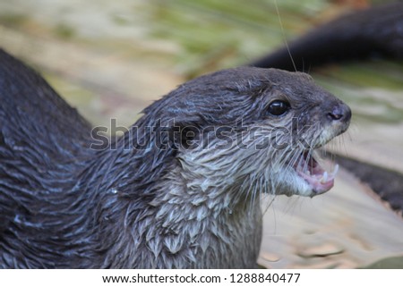 Otter,  be naughty animal and likes to eat the fish,  see it in KHON KAEN zoo at KHON KAEN province THAILAND.  