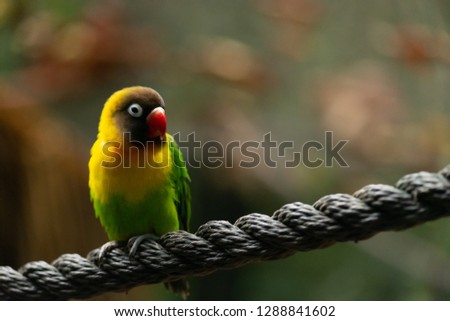 medium wide portrait shot of isolated love bird on a rope with a blurry background
