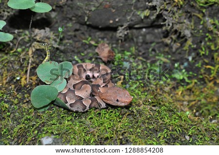 Baby copperhead on moss with yellow tail caudal lure