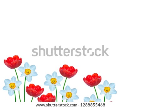 Spring flowers daffodils and tulips isolated on white background.