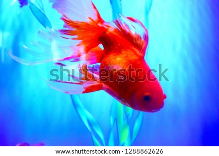 The goldfish (Carassius auratus) is a freshwater fish in the family Cyprinidae of order Cypriniformes. It is one of the most commonly kept aquarium fish