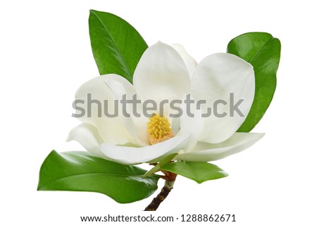 Magnolia flower with leaves isolated on white background