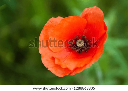 Flower, red poppy (Papaver) , close-up, picture with small depth of the sharpnesses