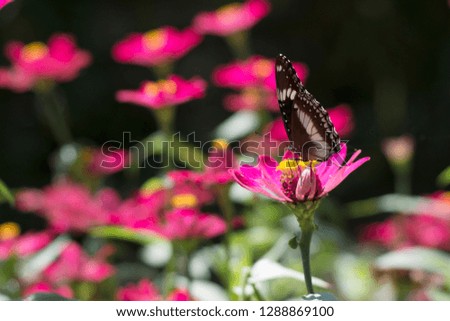 Beautiful butterflies in the flower garden