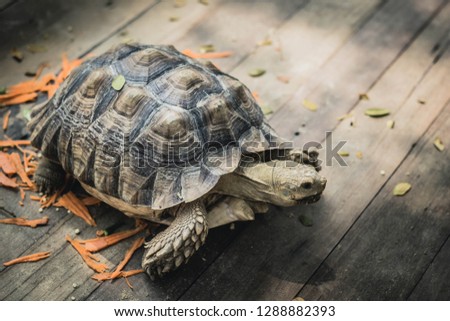 One little turtle