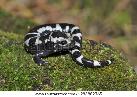 Marbled salamander macro portrait