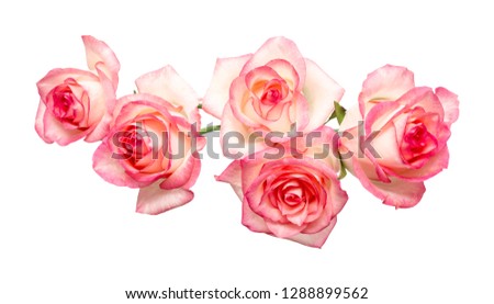 five pink roses on a white background, beautiful fresh roses,