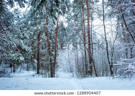 Beautiful winter pine forest in Russia. Winter background.