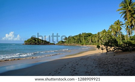 Empty beach with palms, Playa Bonita Beach, Dominican Republic, Samana peninsula