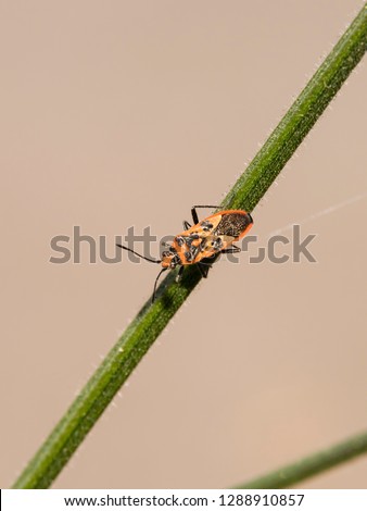 A Cinnamon Bug (Corizus hyoscyami) otherwise called a black and red squash bug resting on a stem with a plain background.