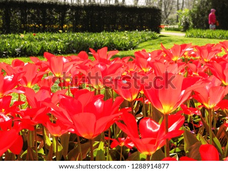 Spring Dutch tulips in Keukenhof park, Netherlands. World's largest flower gardens where visitors from all over the world enjoy magic flowers blossom