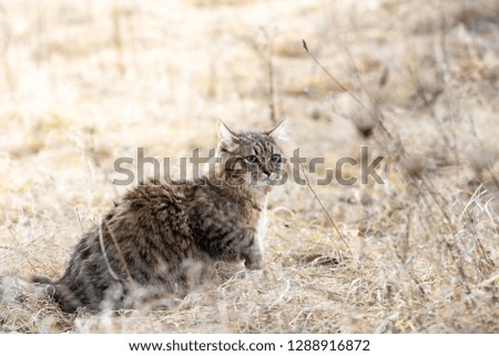 Mixed breed cat outdoor field grass dry fluffy one portrait stray