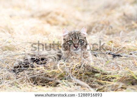 Mixed breed cat outdoor field grass dry fluffy one portrait stray looking at camera