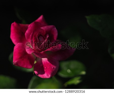 Rose picture soft focus. Rose planted in the garden are beautiful blooming fragrant.   