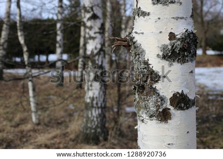 A close up photo of a birch tree trunk. In the background you can see more birch trees and some snow on the ground. Photographed in a forest located in Finland during a springtime evening.