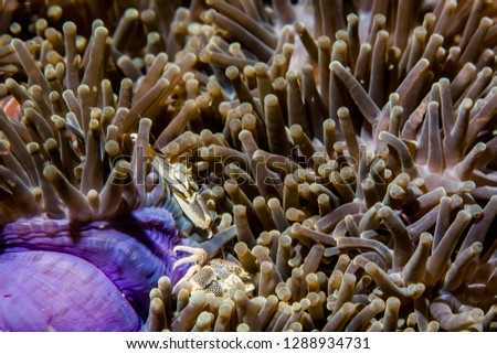 A couple of spotted porcelain crab (Neopetrolisthes maculatus) moving its claws for territorial struggles and living in purple sea anemone –underwater image