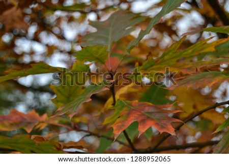autumn leaves on the tree. nature autumn background.