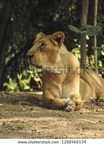 Female lion sitting on ground in port-lite mode with green tree's in background in nature. Amazing view of jungle king lioness with trees and green leaves. 